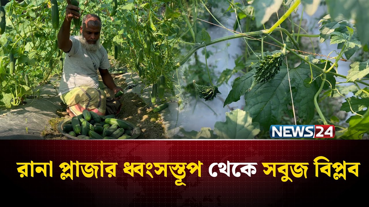 শসা চাষে ২ মাসে ৮ লাখ টাকা আয়! | NEWS24 Special