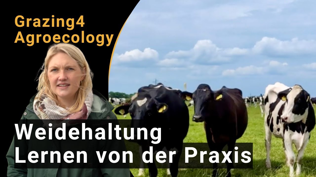 Weidehaltung von Milchvieh- & Mutterkuhherden | Lernen von 120 Praxisbetrieben | Grazing4Agroecology
