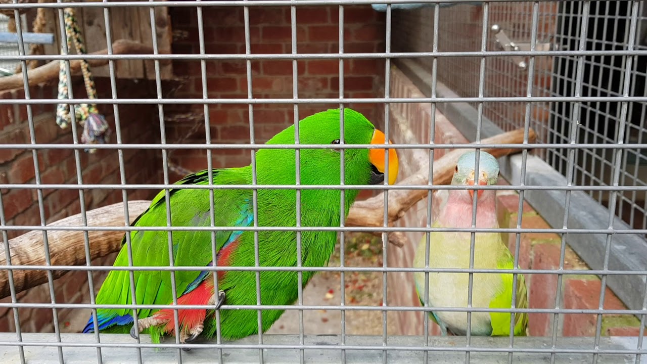 Reggie the Princess parrot talking