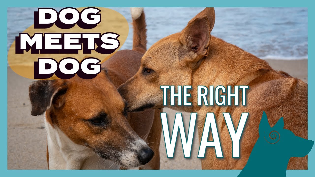 Dogs Meeting other Dogs: The RIGHT WAY!