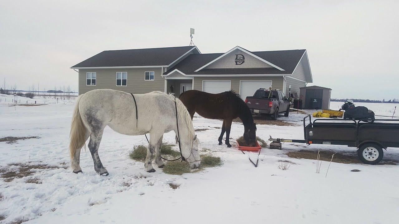 Welcoming horses to new acreage - photo/video collage