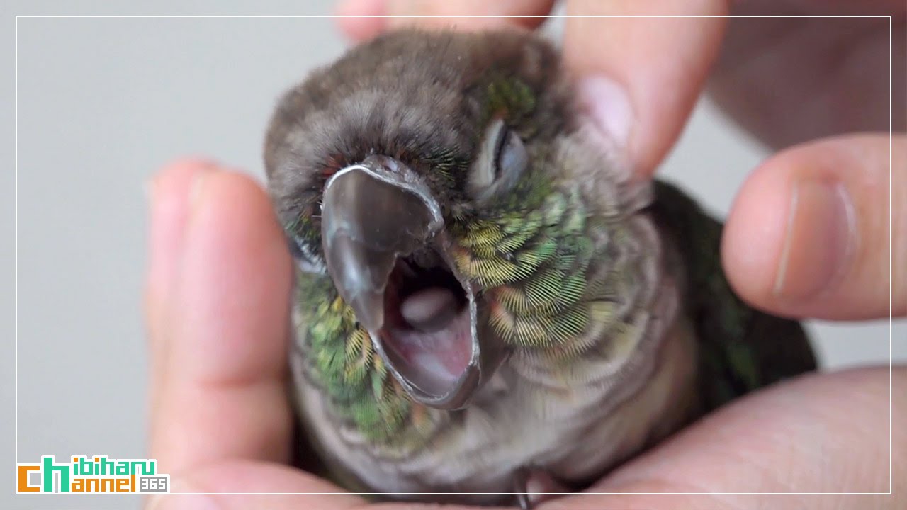 ウロコインコ：ハル 【カキカキ】 Conure: Petting the Haru - Petting a Bird