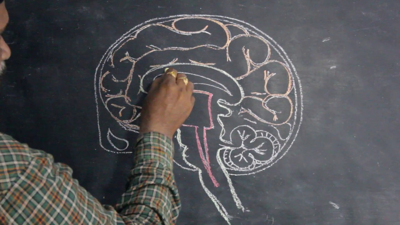 How to draw brain easily