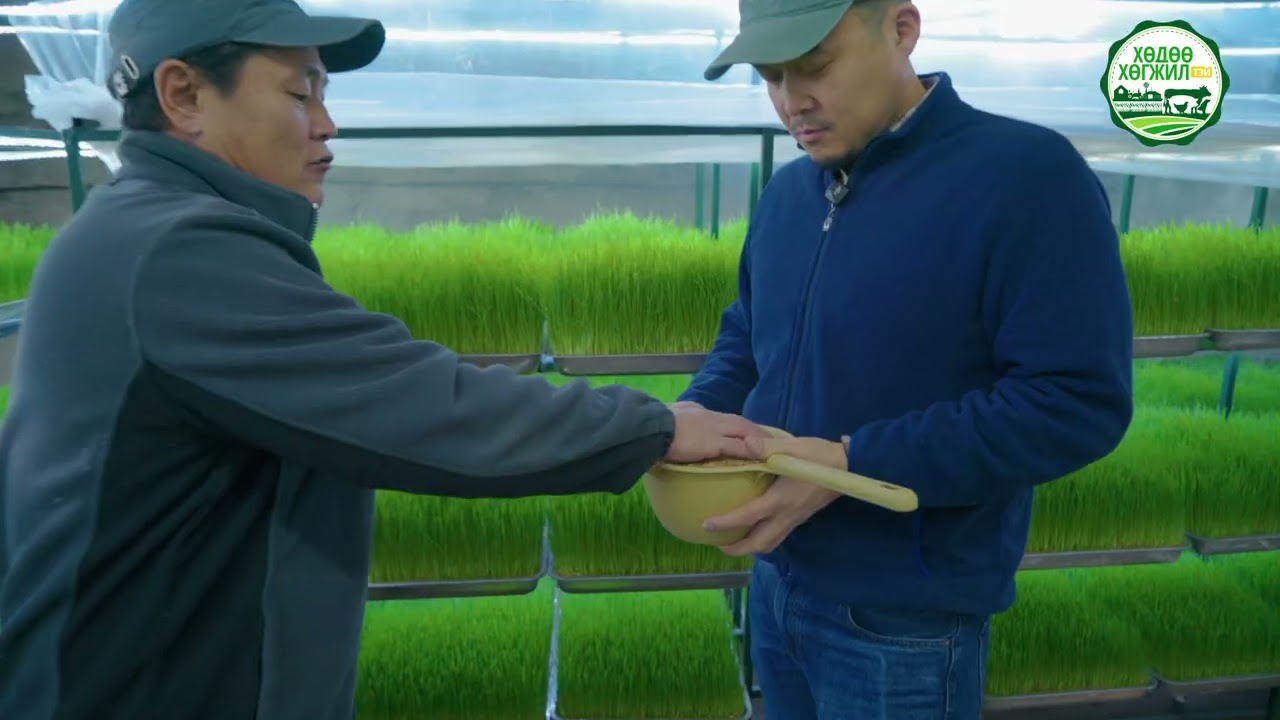 Идэр есийн хүйтнээр дөнгөж ургасан соёолж өвсөөр өөрийн малаа тэжээх амархан арга та мэдэх үү?