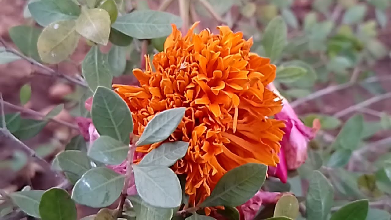  1/2/26 ஸ்ரீஜாவை குற்றவாளி என்று கண்டுபிடித்த அயுலி இசை