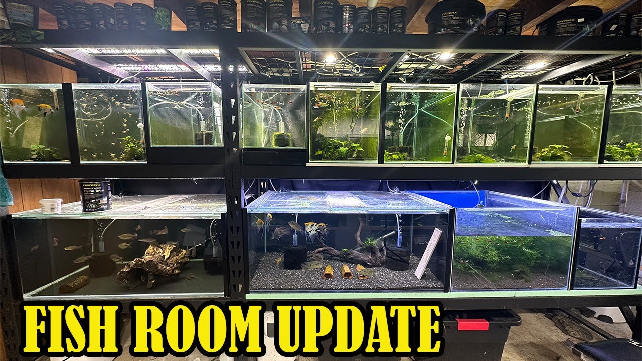 Baby Fish Galore In This Fish Room Update (June 2024)
