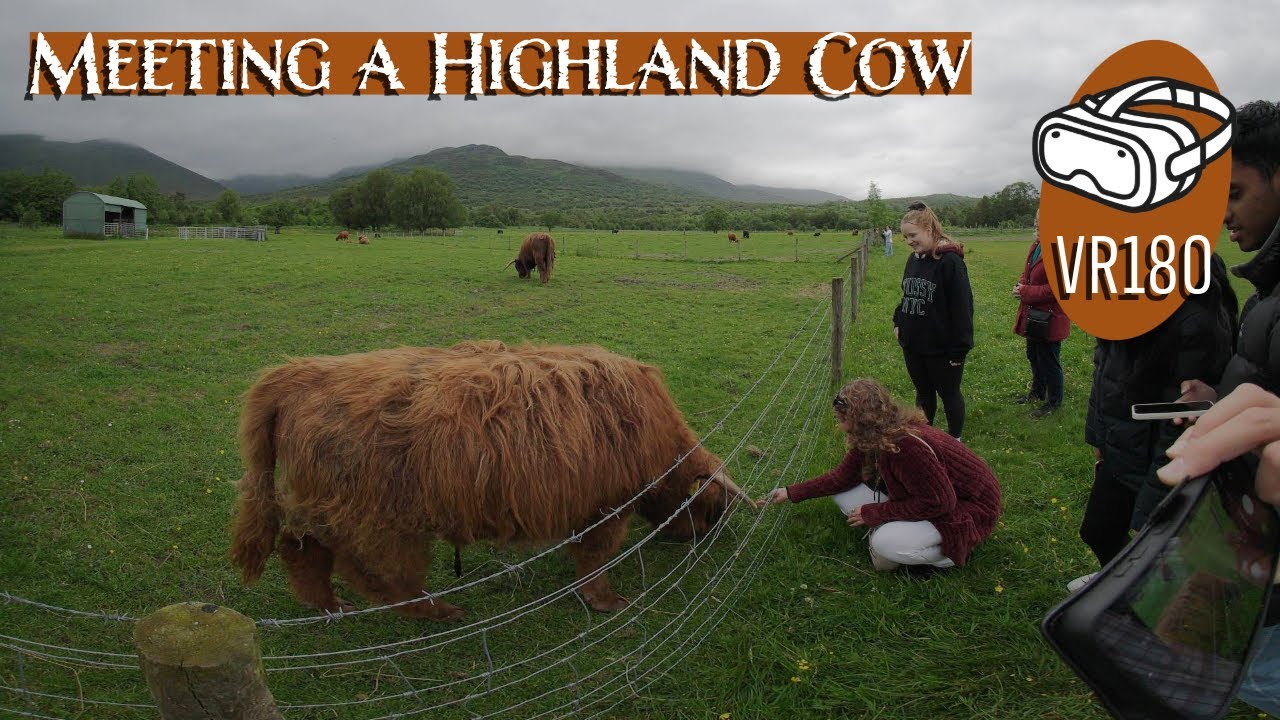 Experience The Scottish Highlands With A Highland Cow In VR | 180&deg; Tour