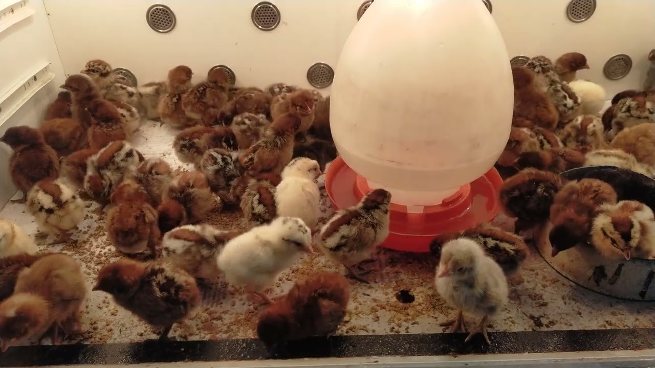 Cara mengatasi anakan ayam yang baru menetas dengan baik dan benar, PERHATIKAN AWAS MATI !!!