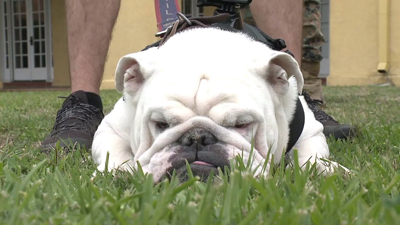 Marine Corps Recruit Depot Welcomes Newest Mascot