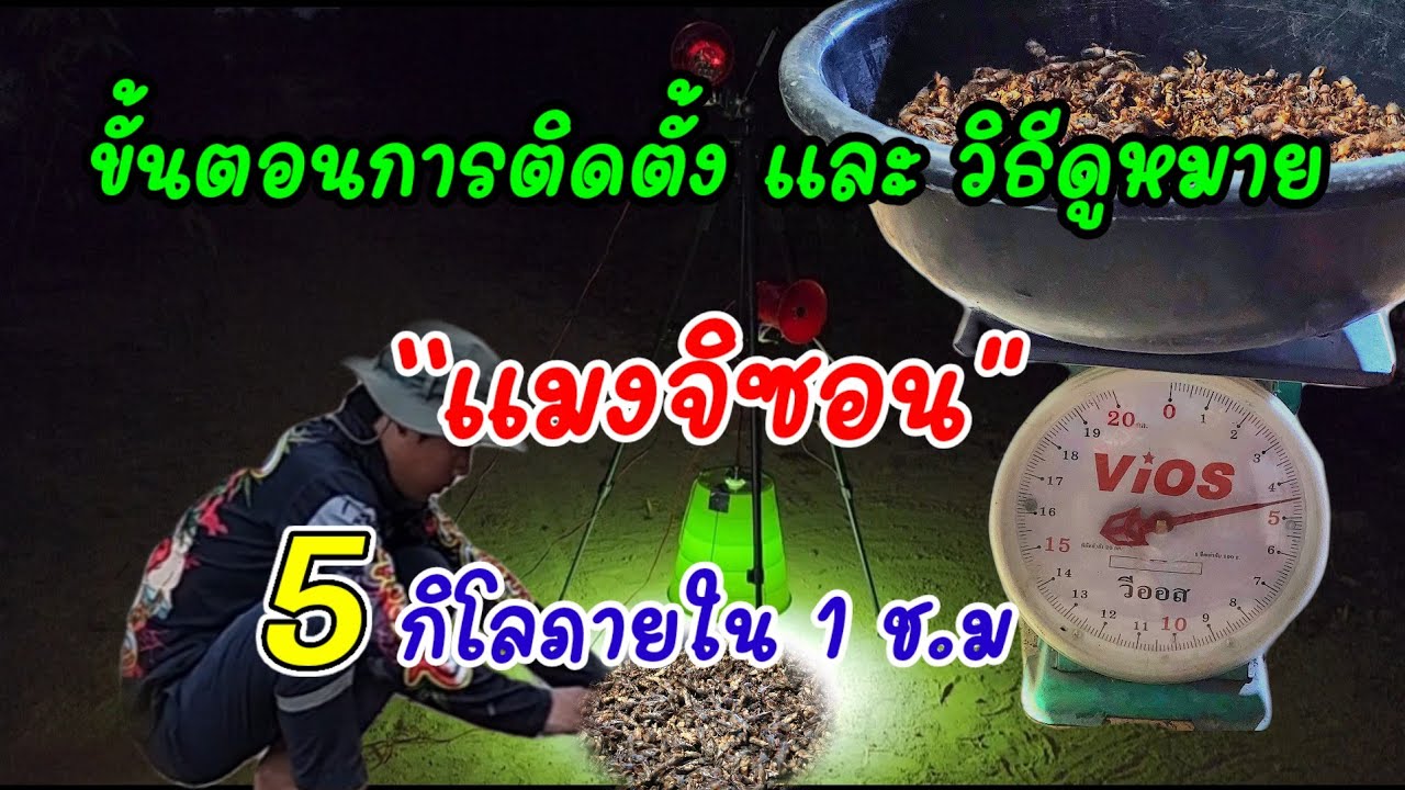 หา แมงจิซอน วิธีดูหมาย แมงจิซอน หมายแบบไหนถึงจะมีตัวเยอะ#หาอยู่หากิน