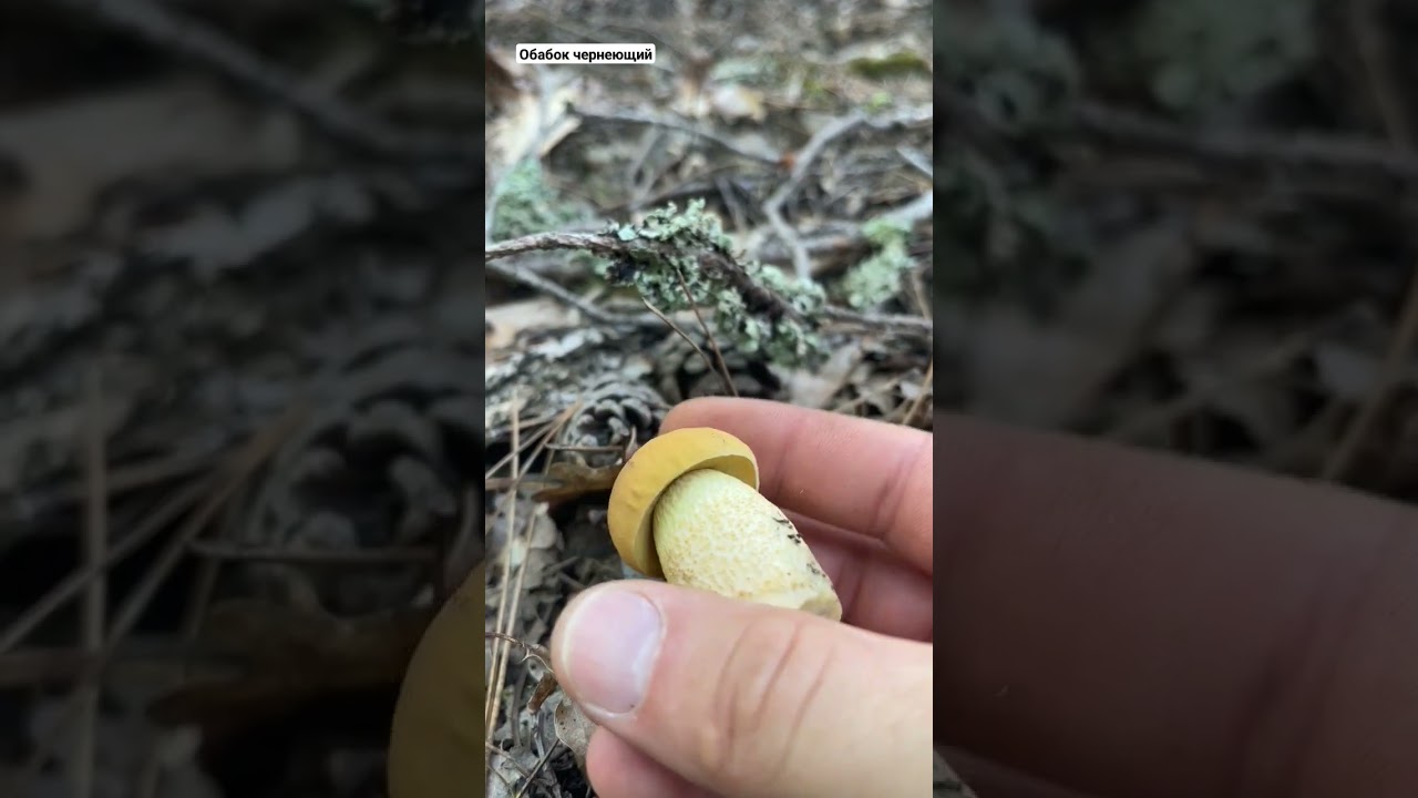 Вот это звук😬. Обабок чернеющий. Leccinellum crocipodium. Boletaceae. Грибы России. Boletus.