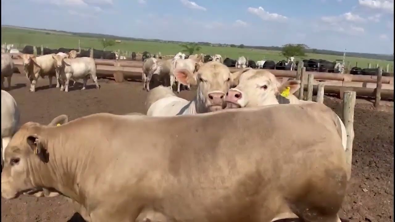 CHAROLÊS: “O ÚNICO INSUMO GRATUITO DA PECUÁRIA É A HETEROSE. USE A HETEROSE!”, ALERTA PECUARISTA