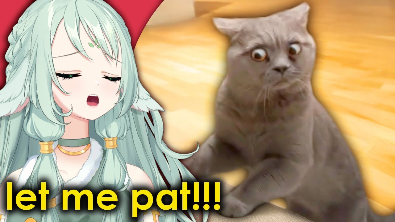 Best Cat Videos of the Decade | EtsuNamu Reacts to Daily Dose of Internet