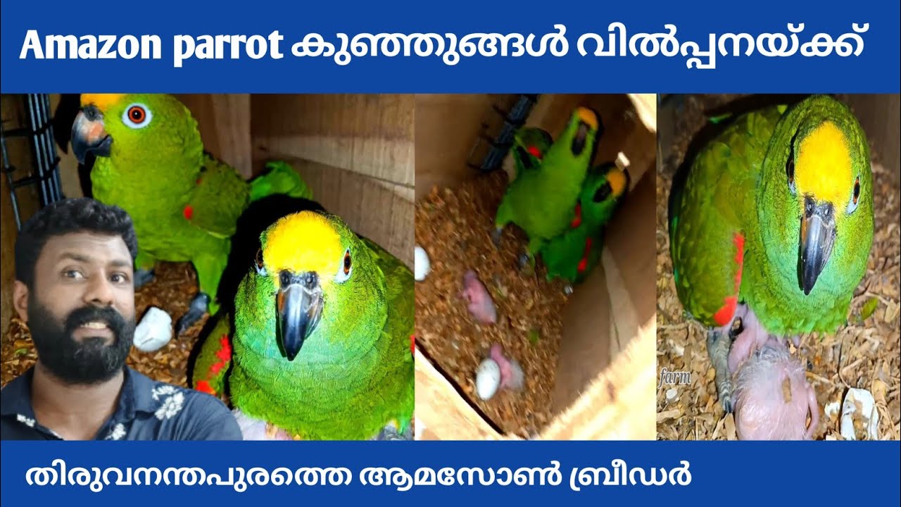 Yellow Crowned Amazon chiks|| yellow bibbed lorry || Sunconur|| vilot necked lorry || Dusky lorry