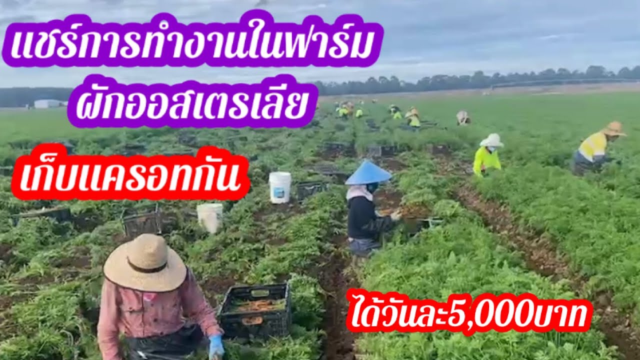 แชร์การทำงานฟาร์มผักในออสเตรเลีย เก็บแครอททำยังไง ค่าแรงเท่าไหร่