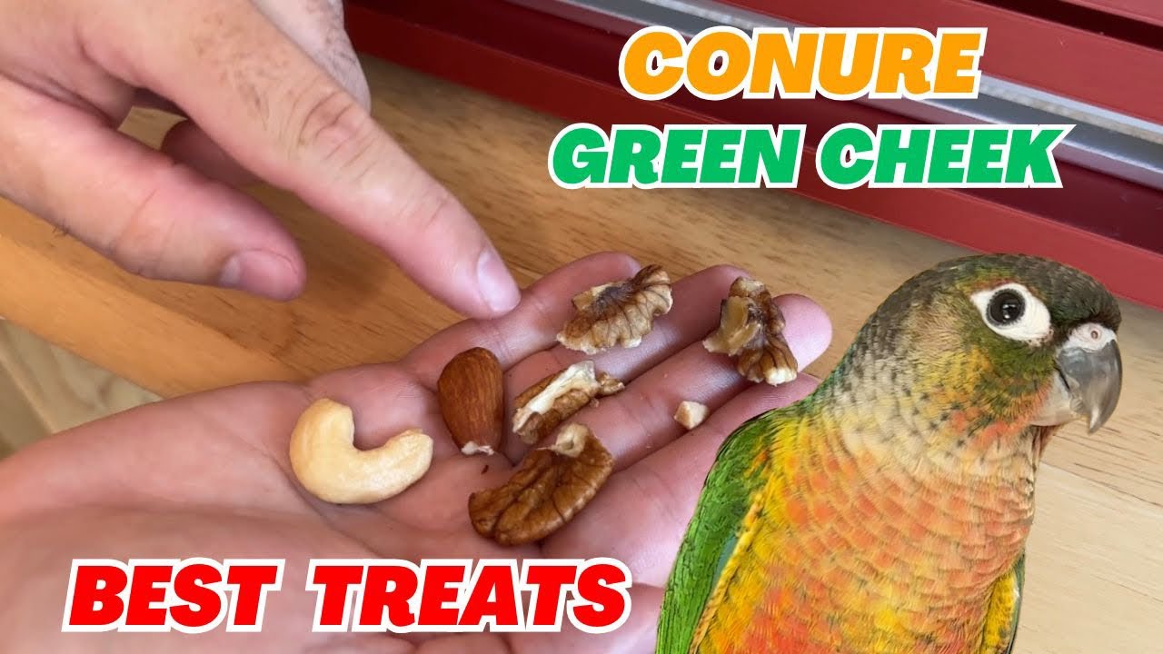 How to Choose BEST TREATS for Green Cheek Conure – Full Process
