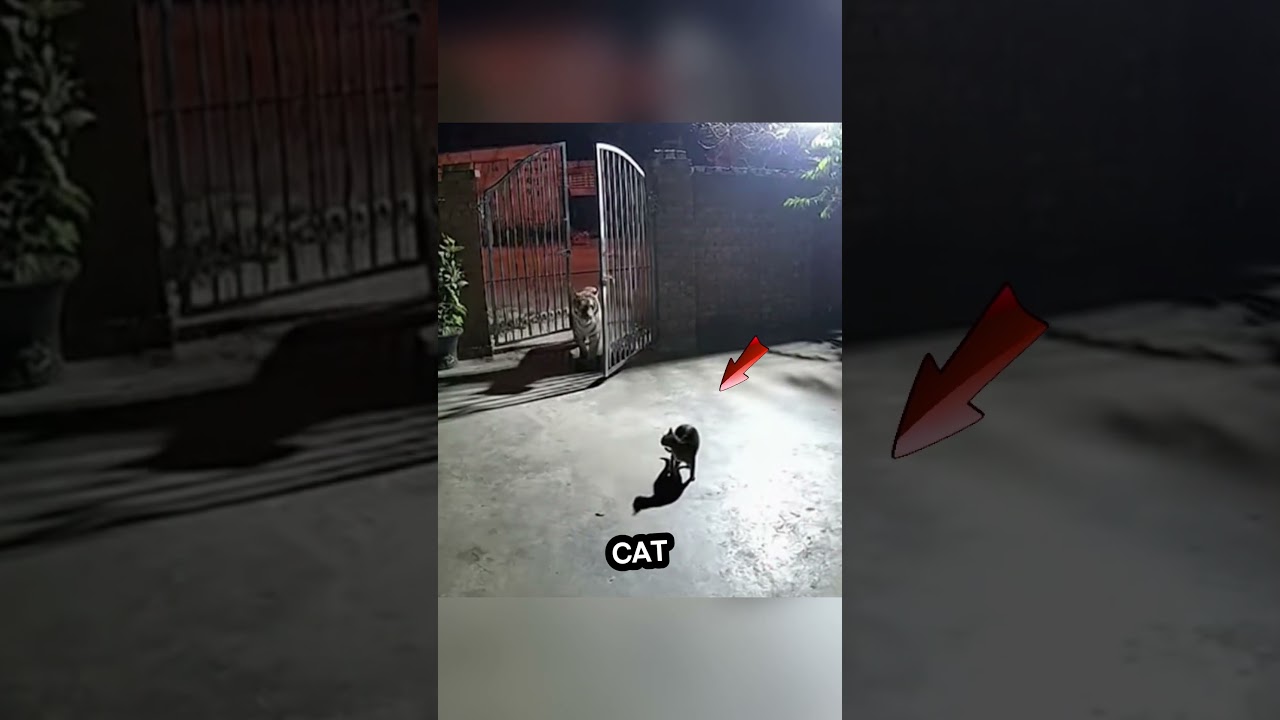 Terrifying Tiger Meets Fearless Cat &ndash; Watch What Happens!