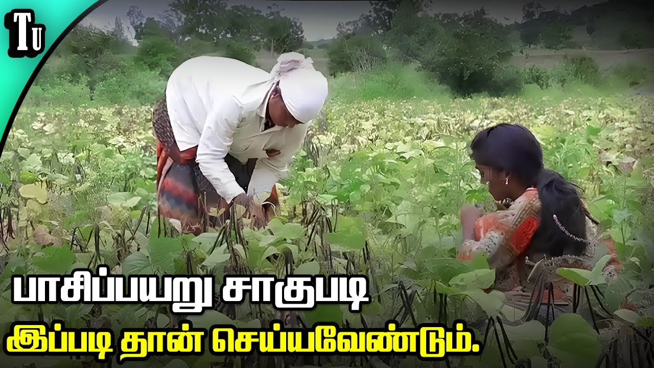 பாசிப்பயறு சாகுபடி  - Greengram production technology.