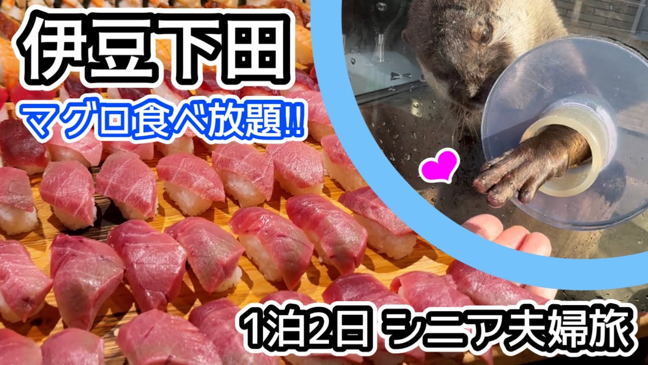 【伊豆下田1泊2日】 昭和レトロなお宿で朝も夜も中トロ食べ放題は本当だった‼︎ 水族館はゆったり見れる午後がおすすめ♪