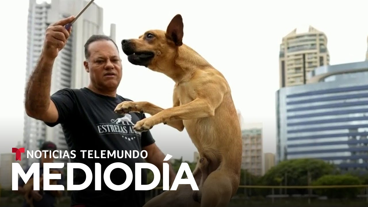 El perro caramelo se convierte en un nuevo símbolo de Brasil | Noticias Telemundo