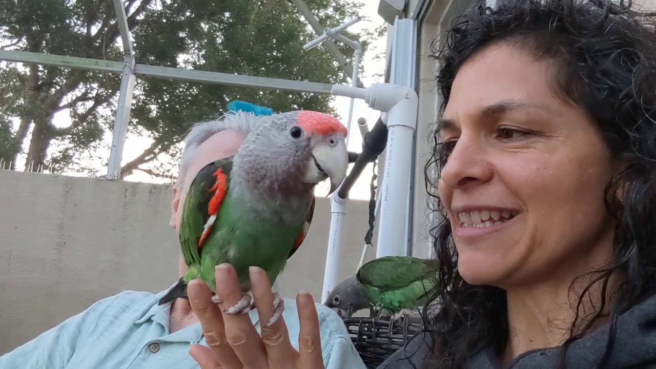 Comparing African Grey & Cape Parrots #Parrot_Bliss #African_Grey #African_Cape