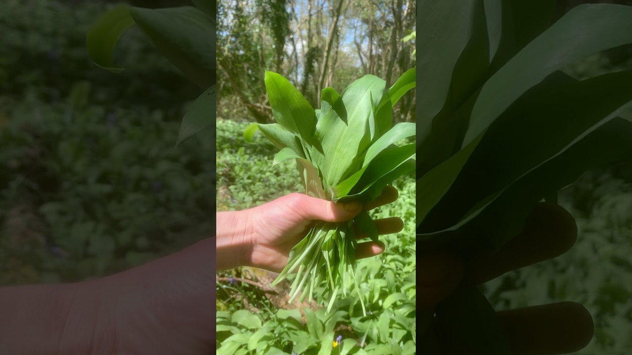 Easy Wild Garlic Preservation #foraging #wildfood #preserved #foraged  #wildgarlic #kimchi