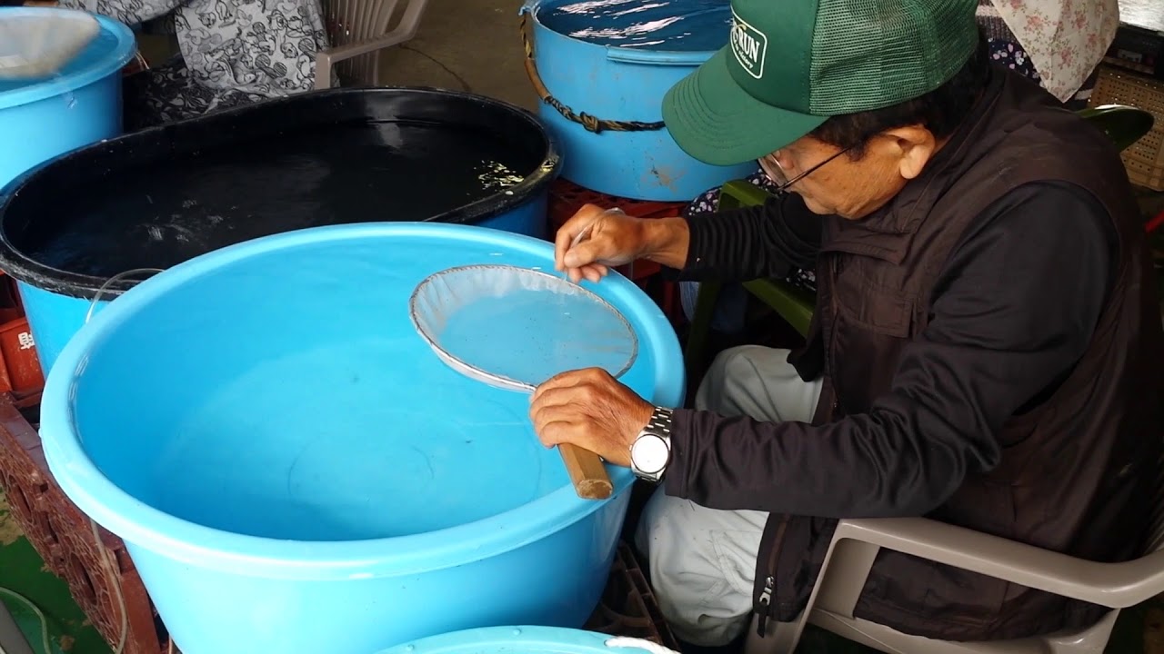 Carpe koi. I gioielli viventi del Giappone