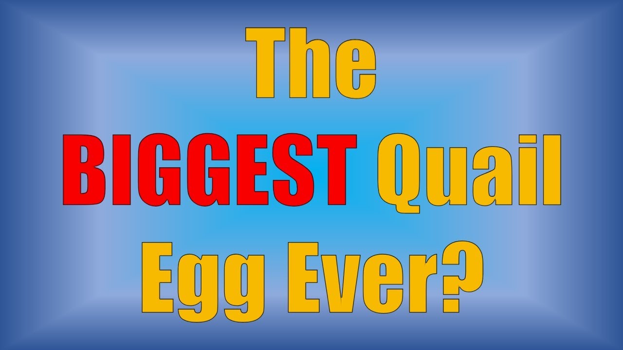 The Biggest Quail Egg Ever!