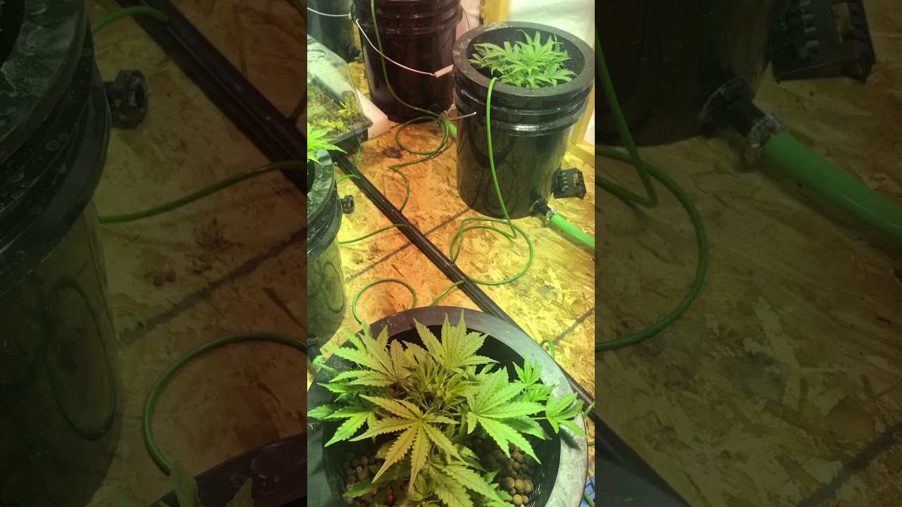 Sunwest genetics cheese auto