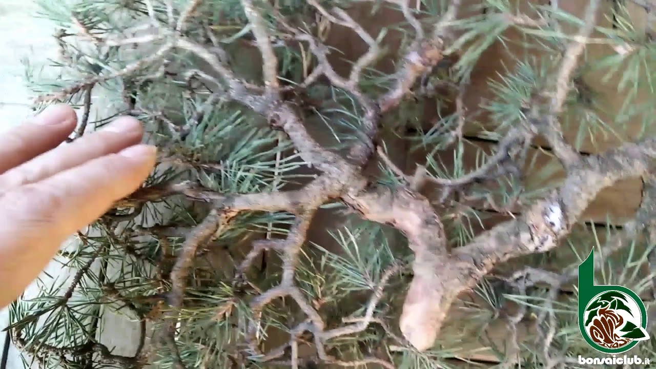 Errori comuni nella creazione di un palco