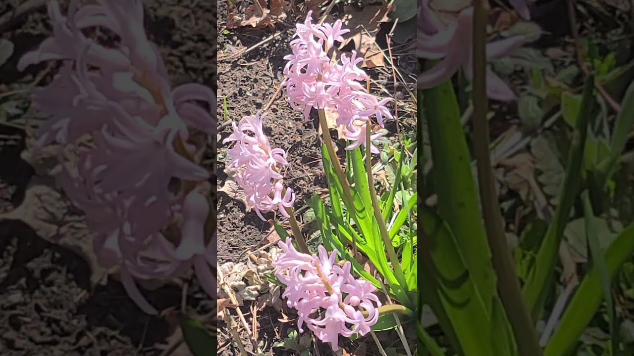 Hyacinths:Fragrant Spring Blooming Perennial,Garden 🇺🇸