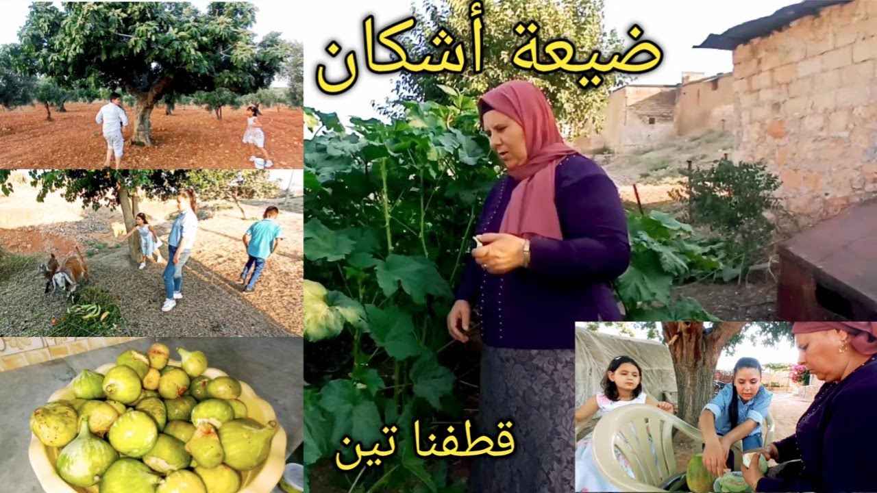 رحنا على (ضيعة أشكان شرقي)🍀وقطفنا ( تين🫐) أجواء الضيعة بتجنن خليكن معنا 🌷