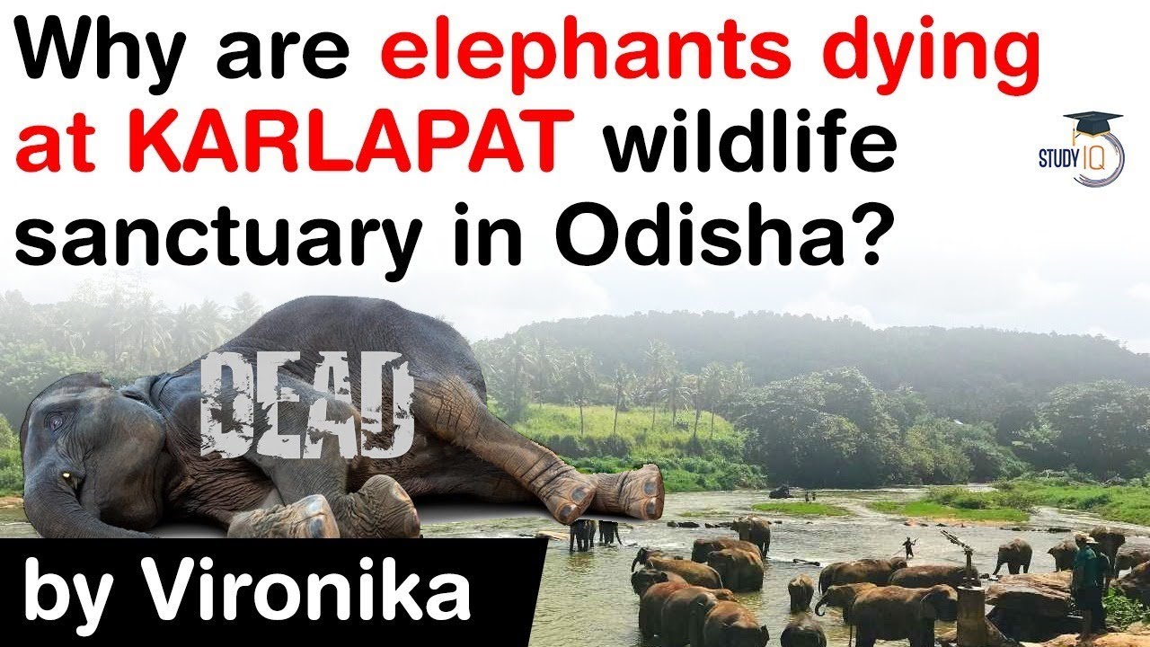 Karlapat Wildlife Sanctuary - Why are elephants dying at KARLAPAT wildlife sanctuary in Odisha?