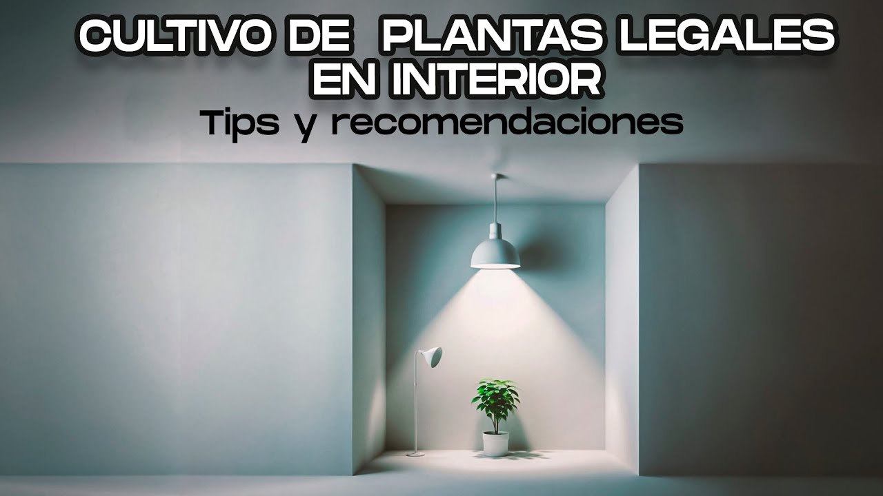 &iquest;Qu&eacute; tener en cuenta antes de cultivar en casa? | Indoor para plantas legales