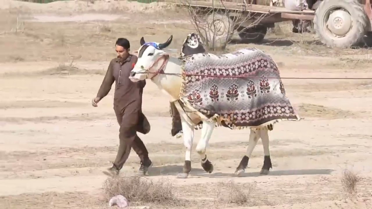 06 February 2026 phari round ground 519 Wala Toba Tek Singh #baldondashokeenmehkama 