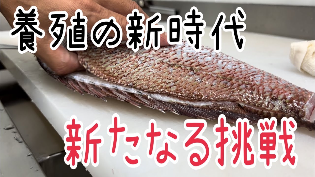 養殖の新時代　新たなる挑戦編 vol.419