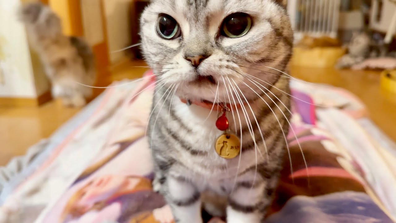 年越しふみふみ。