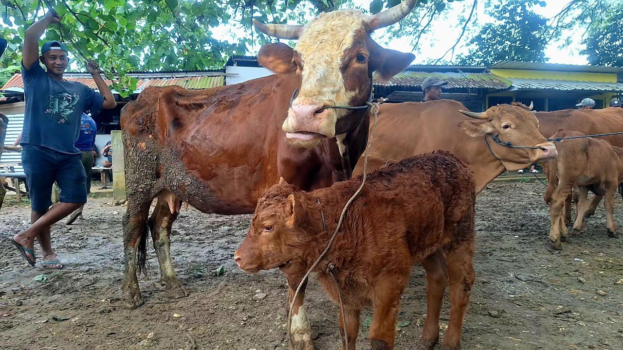 18500‼️ BABON ANAK SUPER || Musim Hujan Pasar Sepi Harga Hancur || Pasar jatirogo