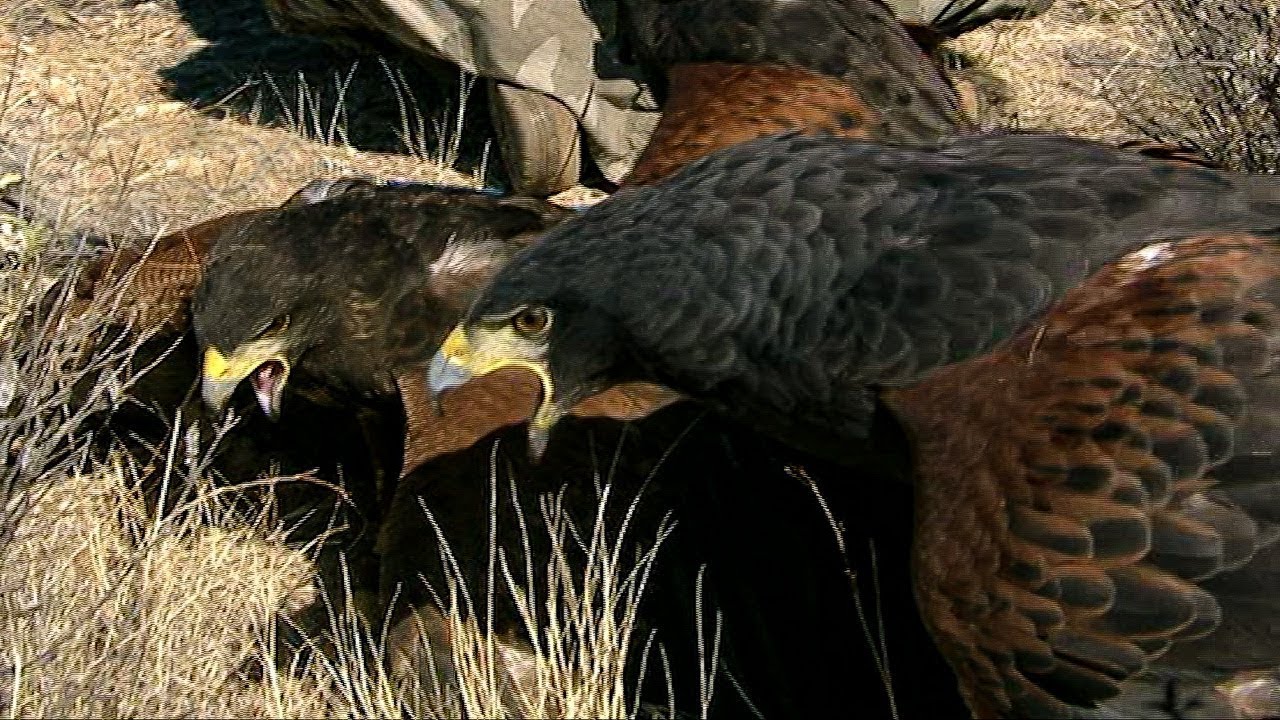 Harris Hawks Hunt Together | Deadly 60 | BBC Earth Explore