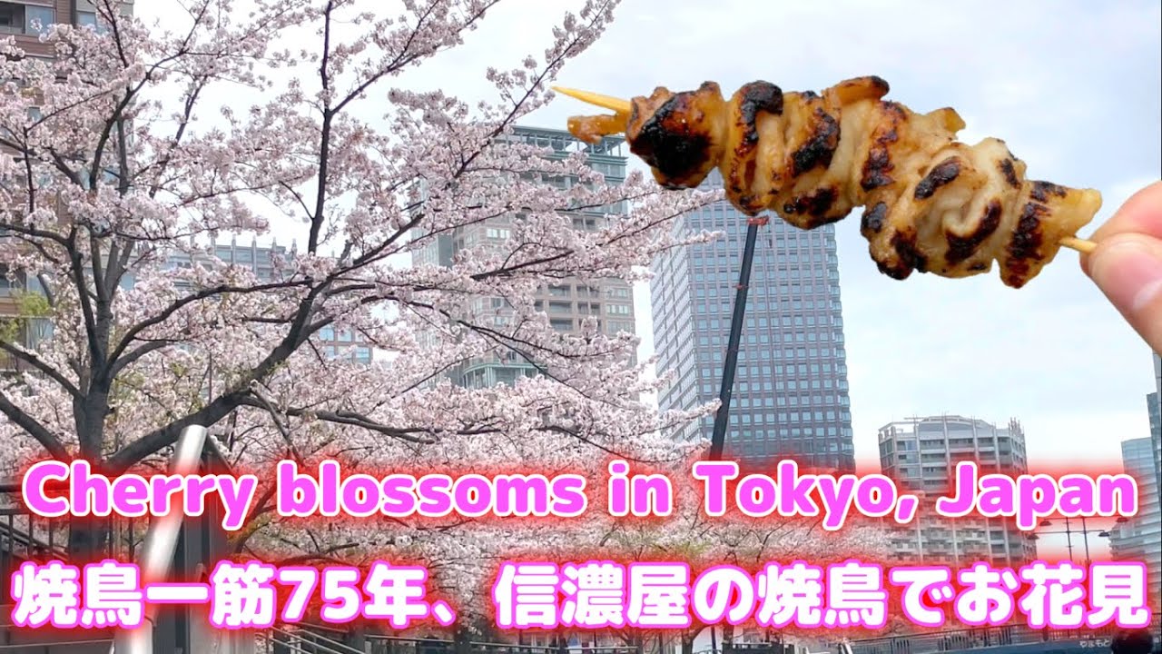 目黒川沿いの桜🌸創業75年の老舗鶏肉店【信濃屋】の焼鳥でお花見🐓🍺　Cherry blossoms in Tokyo, Japan🌸
