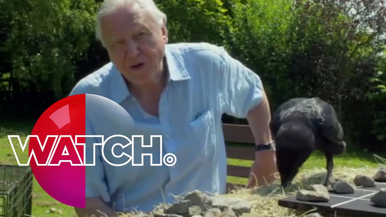 David Attenborough&rsquo;s Natural Curiosities: Bran The Raven | Watch