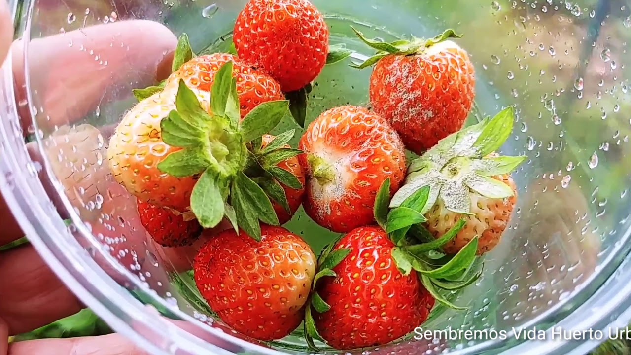 Duplicación, abono y cultivo  de la Fresa ó frutilla