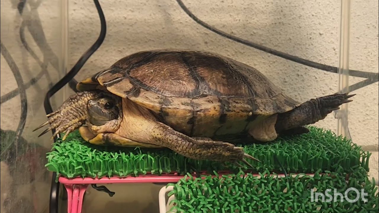 大好きな秋は１日中日光浴な亀　時々猫