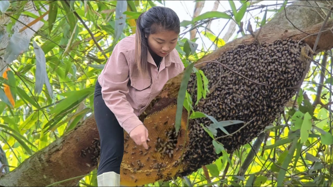 Brave Vietnamese girl climbs 100m high tree alone to catch bees for a living - hà thị muôn
