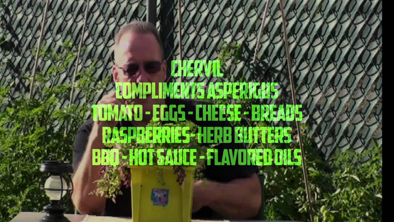 Chervil - Herbal Firepower