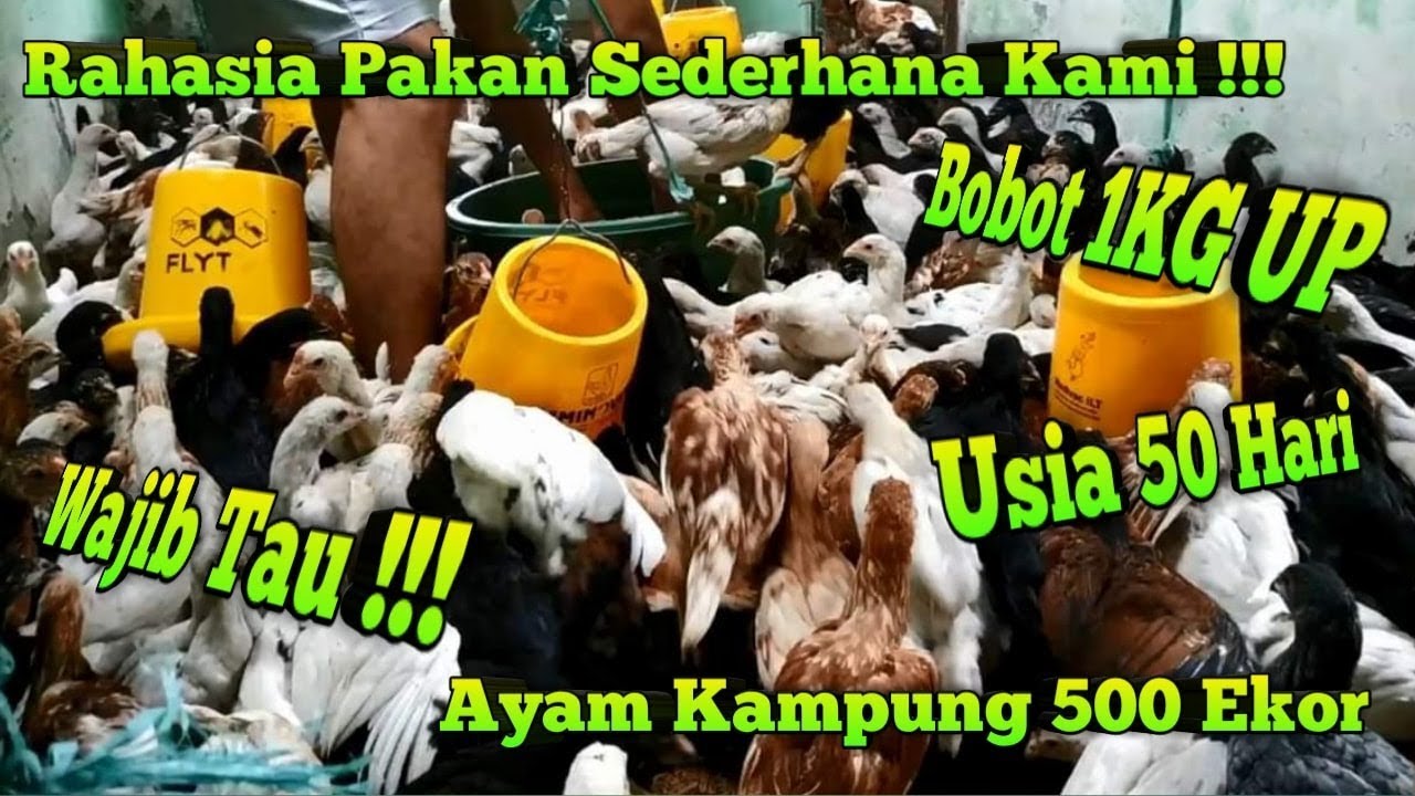 Rahasia Pakan Sederhana Kami Agar Mencapai Bobot 1KG UP di Usia 50 Hari Ayam Kampung 500 Ekor