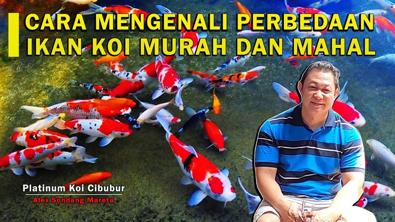 CARA MENGENALI PERBEDAAN IKAN KOI MURAH DAN MAHAL I PLATINUM KOI ALEX SONDANG MARETA