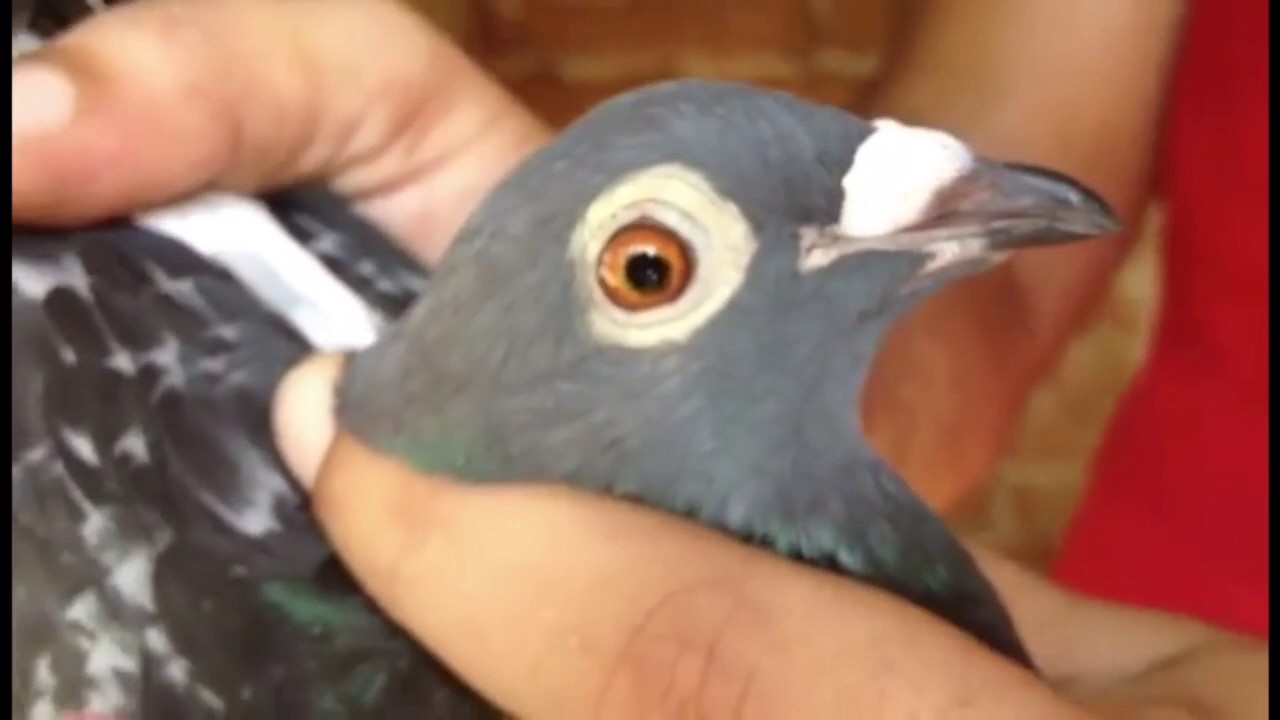 Palomas de Andr&eacute;s y Carlos Santiago de Cuba