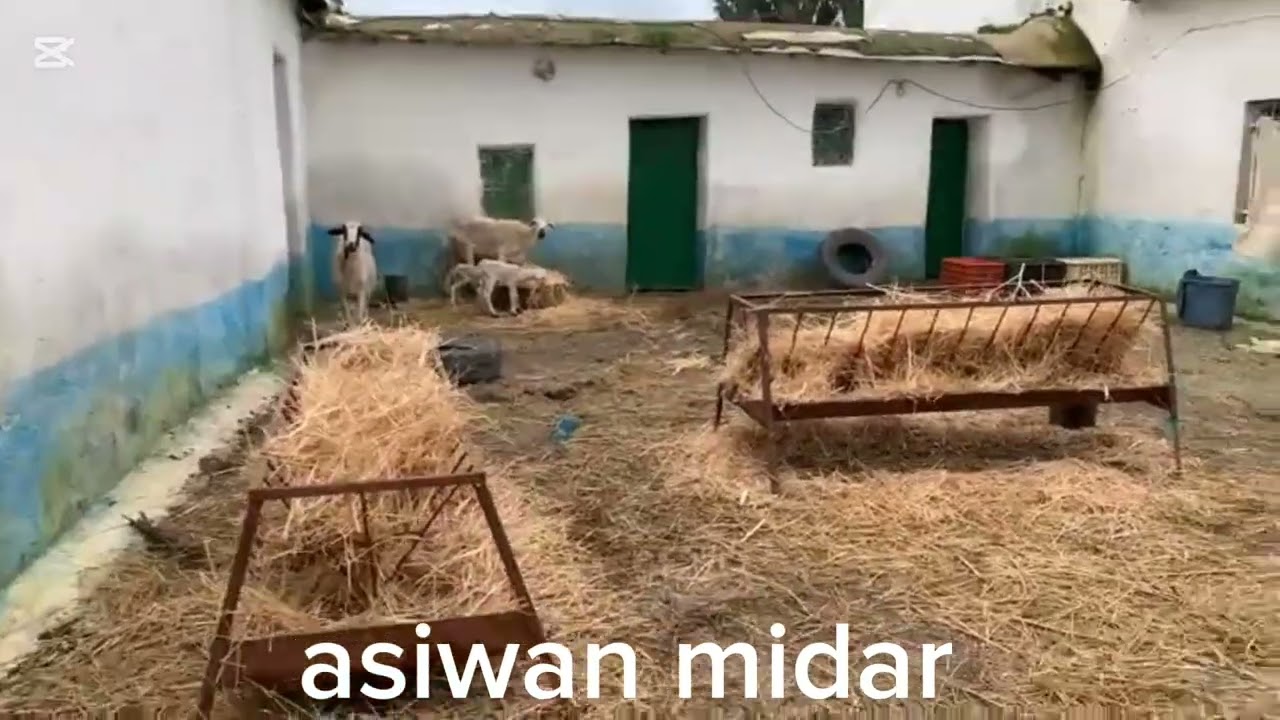  واد اللبن فاض على الديور والناس مرعوبين ..تاونات
