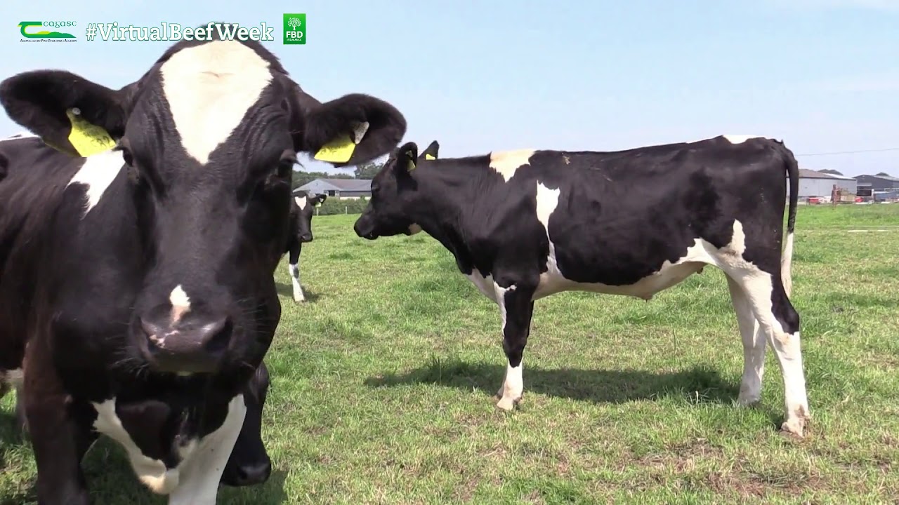 Grassland management for dairy calf to beef systems - Virtual Beef Week